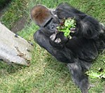 gorilla_memba_visit-job