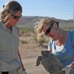 Desert tortoise exam