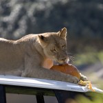 Female lion at Lion Camp