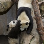 Pandas Yun Zi and Bai Yun