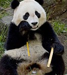 panda_zz_8-091