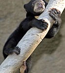 sun_bear_cub4
