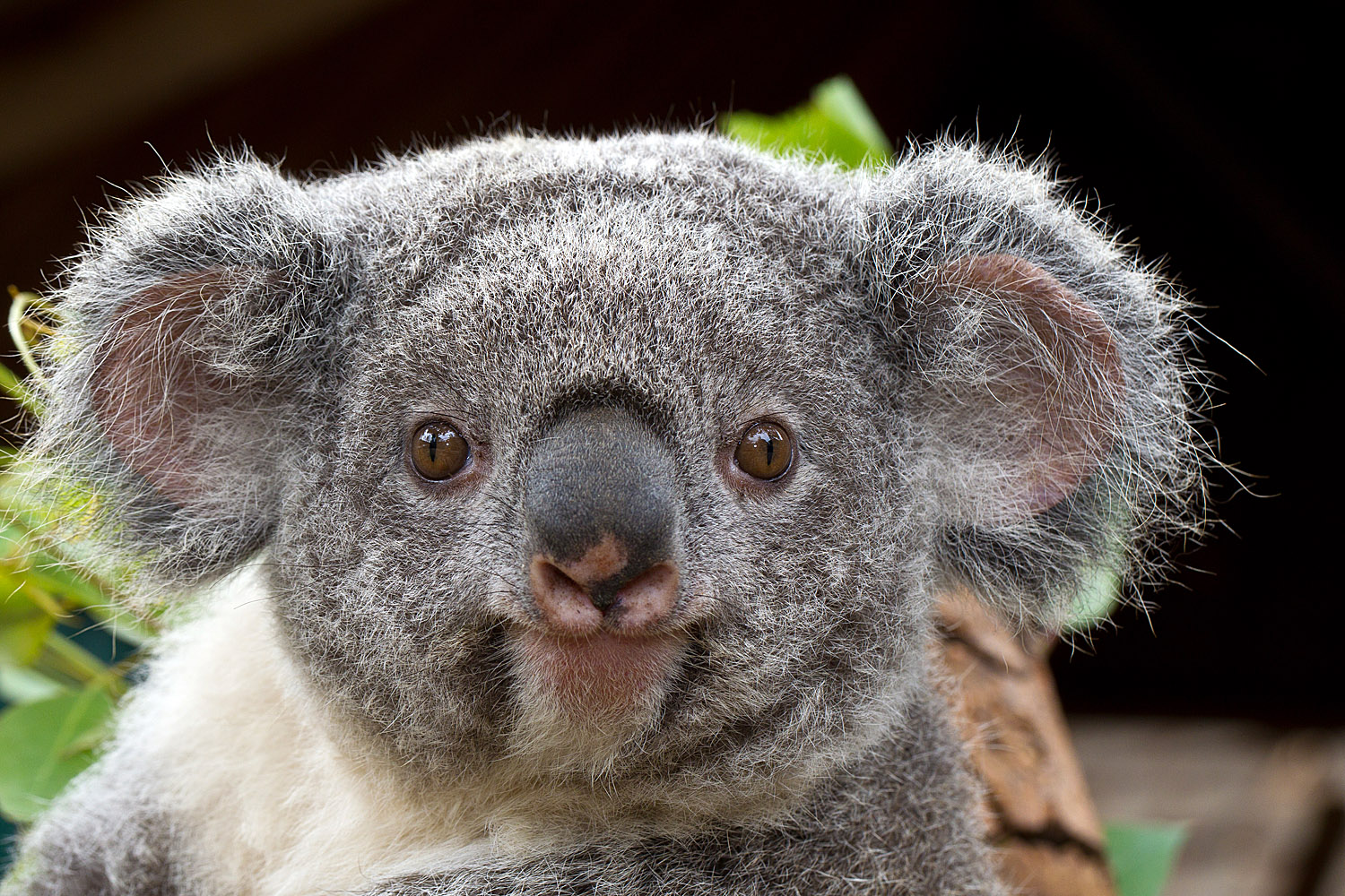 mating koalas