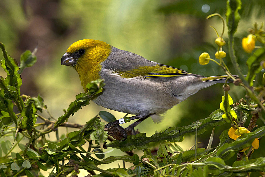 mamane. A palila perches on a mamane