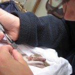 Bandicoot nail trim
