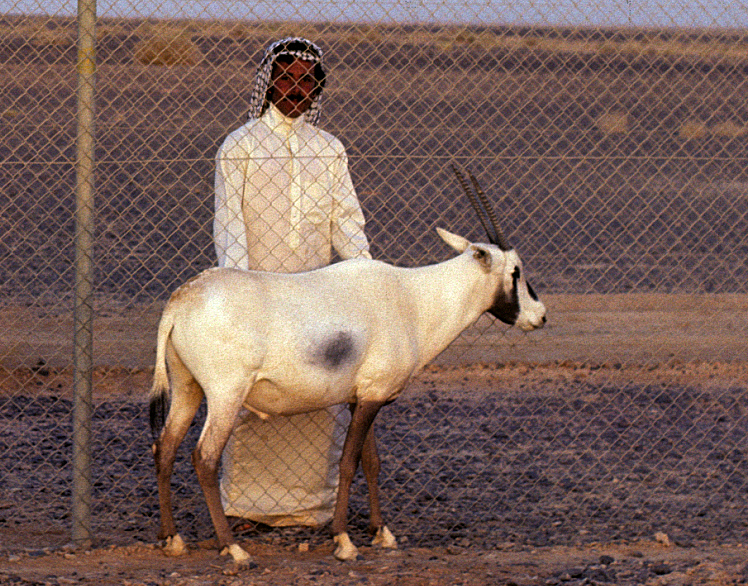 Why is the Arabian oryx endangered?