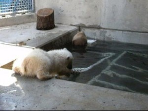 Polar bear cub Qannik