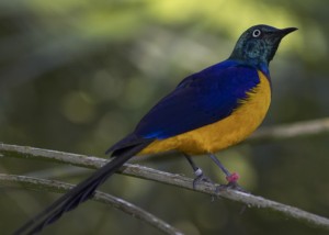 Gold-breasted starling