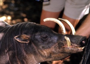 Babirusa