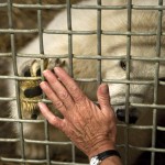 Polar bear Qannik