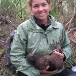 Rose Swift with juvenile kiwi