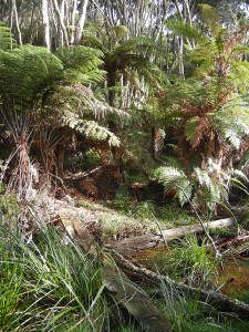 Gully entrance