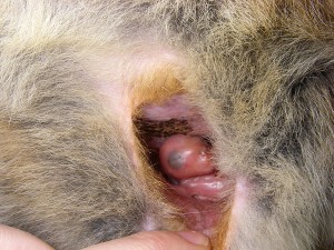 Parma wallaby baby in pouch
