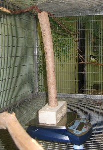 Tinkerbird