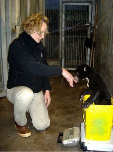 Sun bear cub