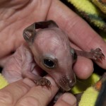 Parma wallaby baby