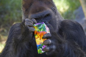 Gorilla Winston
