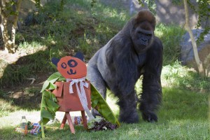Gorilla Winston