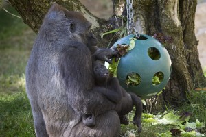 Gorillas Kokamo and Monroe