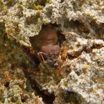 Leafcutter ant queen and workers