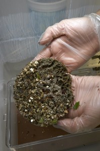 Young fungus garden