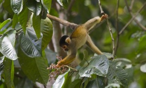 Black-capped squirrel monkey