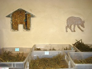 Seeds
