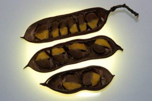 Scotia brachypetala seeds