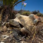 Desert tortoise