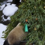 Giant panda Yun Zi