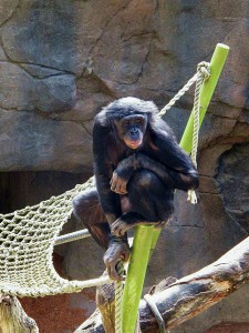 bonobo