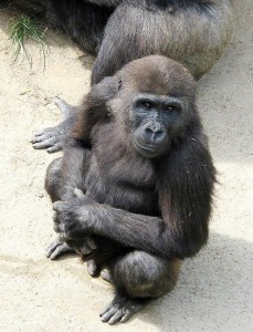 frankie