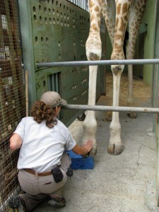 Giraffe training