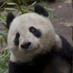 What's in store for Bai Yun this year?