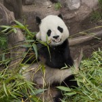 Panda Gao Gao