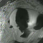 Give us a peek, Bai Yun!