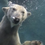 polar bear Tatqiq