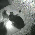 Giant panda Bai Yun w/newborn