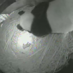 Giant panda Bai Yun and cub