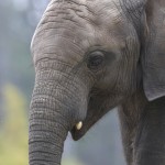 Elephant Vus'Musi