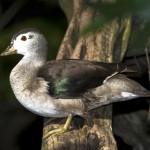cotton pygmy goose