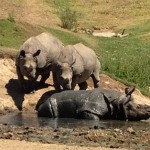 Greater one-horned rhinos Tanaya, Sundari, and Bhopu