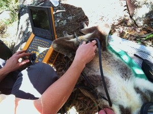 Ultrasound on wild koala