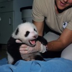 Panda cub Hua Mei