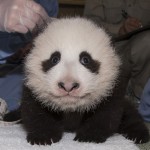 Panda Cub Xiao Liwu