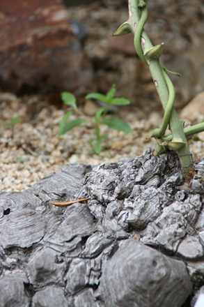 The Botanical Zoo - San Diego Zoo & Safari Park Information, Events