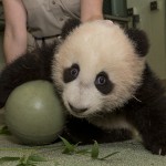 Panda Xiao Liwu 12-18-12