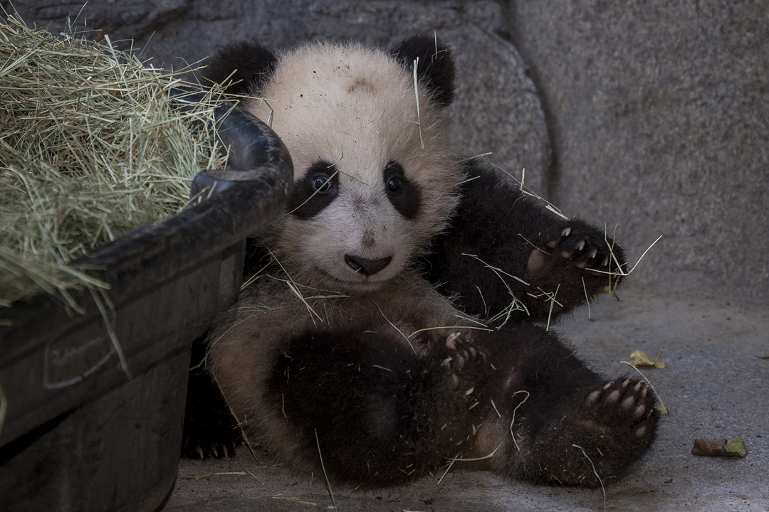 baby panda