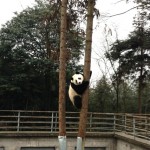 Zhen Zhen was busy climbing trees just before her estrus period started.