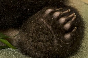 For those who have a thing for paws, here's a close-up view of Xiao Liwus' hind foot.